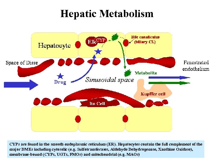 Drug Metabolizing Enzymes and ReactionPhenotyping Carl D Davis