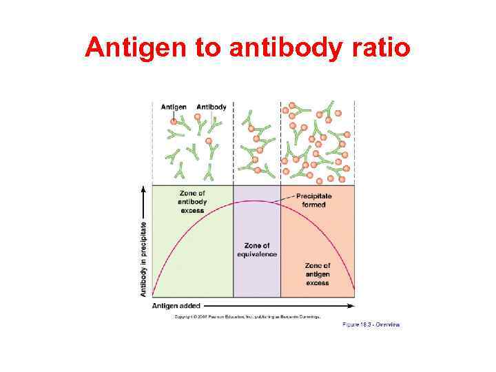 Agglutination and Precipitation Reactions Antigen An antigen