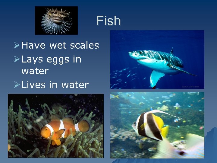Classification Grouping Identifying Living Things This Powerpoint