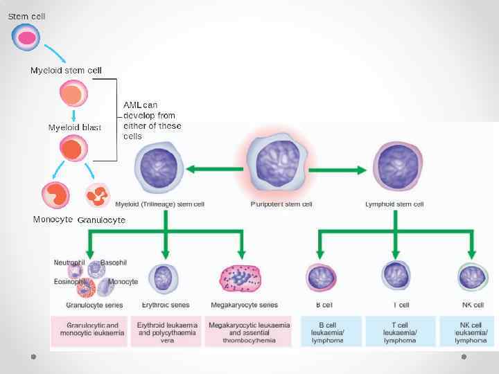 Acute Myeloid Leukemia Concept Map For Cell Growth Department of Pathological Anatomy Acute myeloid leukemia Prepared
