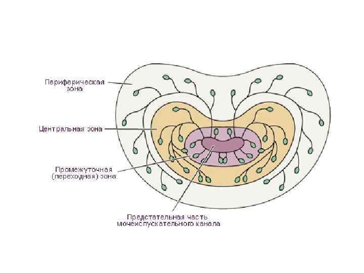 МУЖСКАЯ ПОЛОВАЯ СИСТЕМА Кафедра гистологии эмбриологии и цитологии