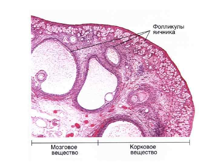 МУЖСКАЯ ПОЛОВАЯ СИСТЕМА Кафедра гистологии эмбриологии и цитологии