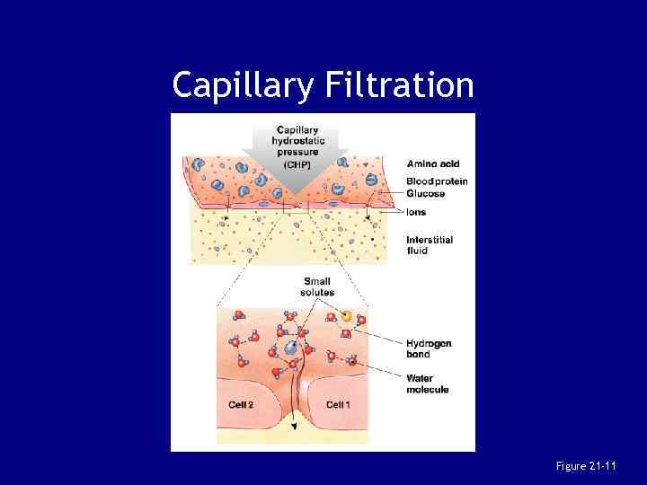 Chapter 21 Blood Vessels and Circulation Biol 141