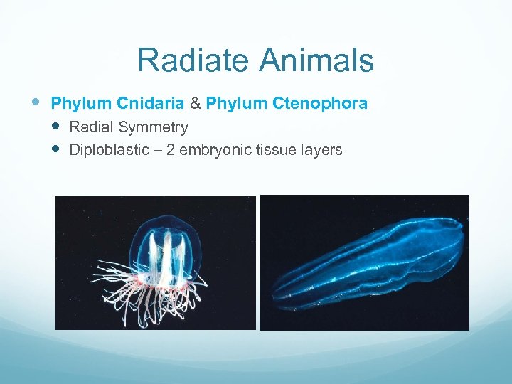 Radiate Animals Chapter 13 Radiate Animals Phylum
