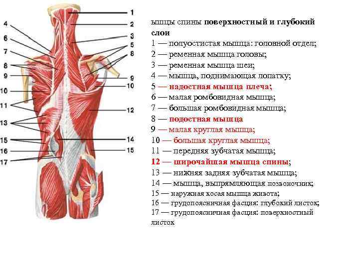 Некоторые мышцы приводящие в движение кости пояса верхней