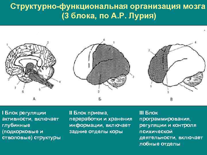 Создатели нейропсихологии Л С Выготский и А