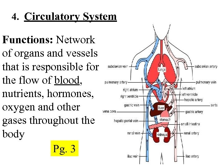 Topic Body Systems Pg 3 Homeostasis the