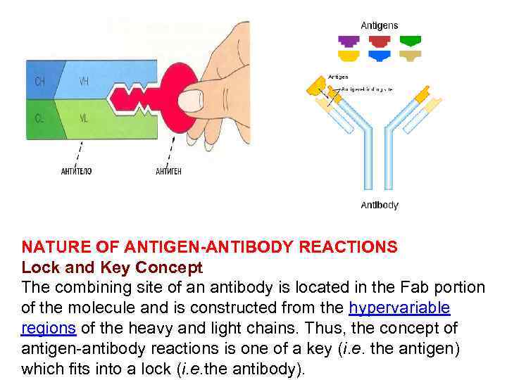 ANTIGENANTIBODY REACTIONS AND SELECTED TESTS TEACHING OBJECTIVES