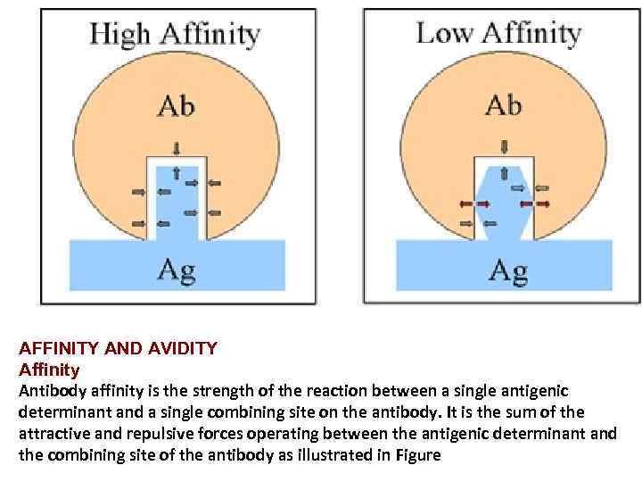 ANTIGENANTIBODY REACTIONS AND SELECTED TESTS TEACHING OBJECTIVES