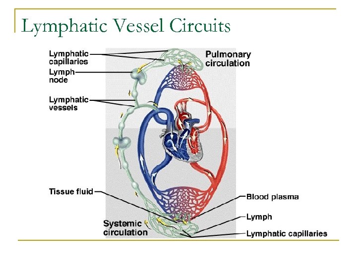 Lymphatic System Vessels Organs and Tissues Lymphatic