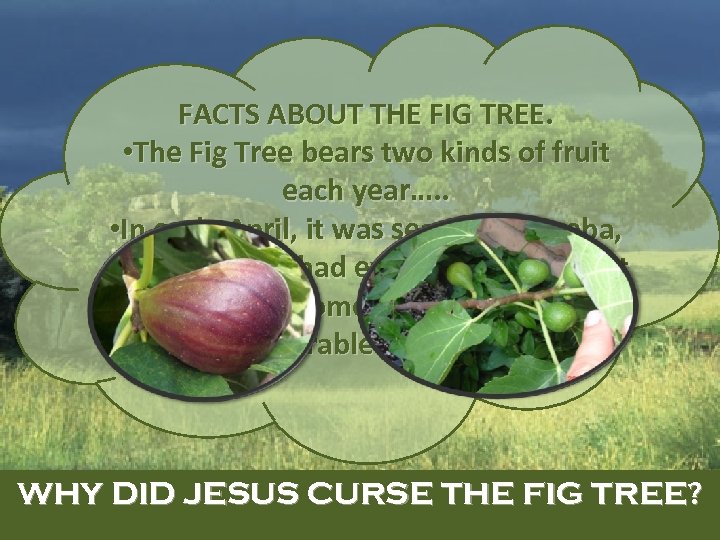 WHY DID JESUS CURSE THE FIG TREE