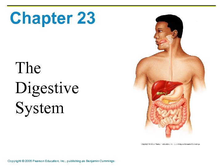 Chapter 23 Digestive System Concept Map Chapter 23 The Digestive System Copyright 2006