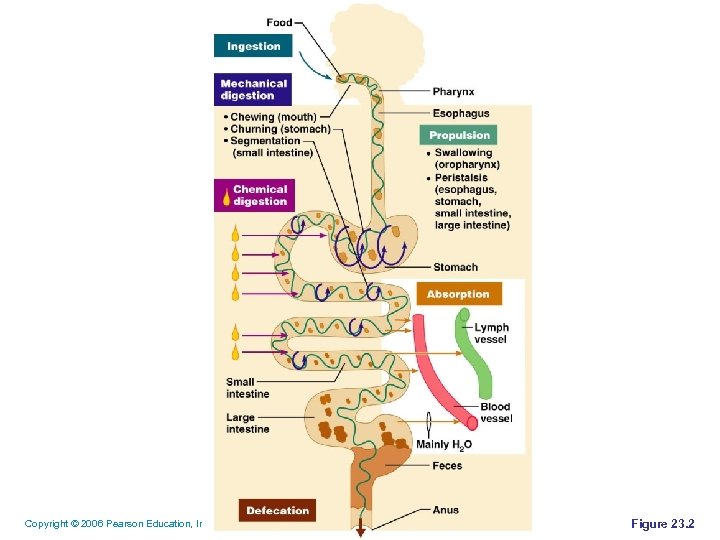 Chapter 23 The Digestive System Copyright 2006