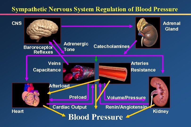 HYPERTENSION IN THE INPATIENT SETTING Mechanisms and Pharmacologic