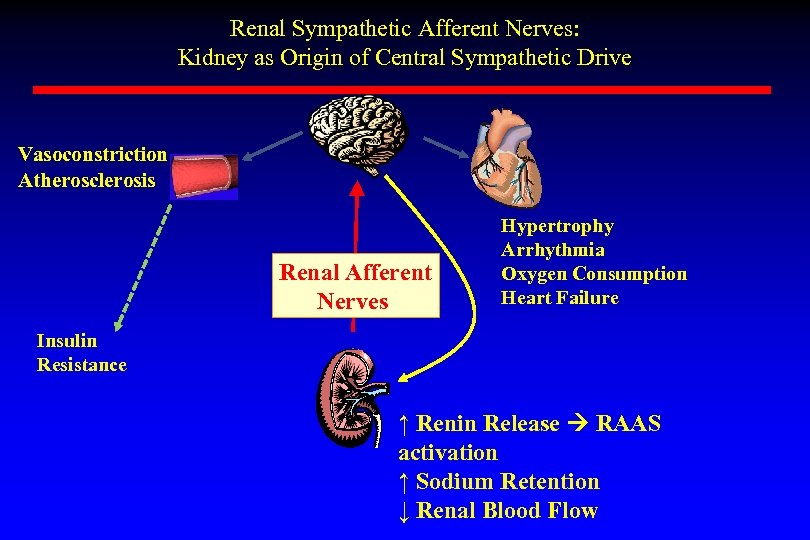 Renal Nerve Ablation Will It the treatment
