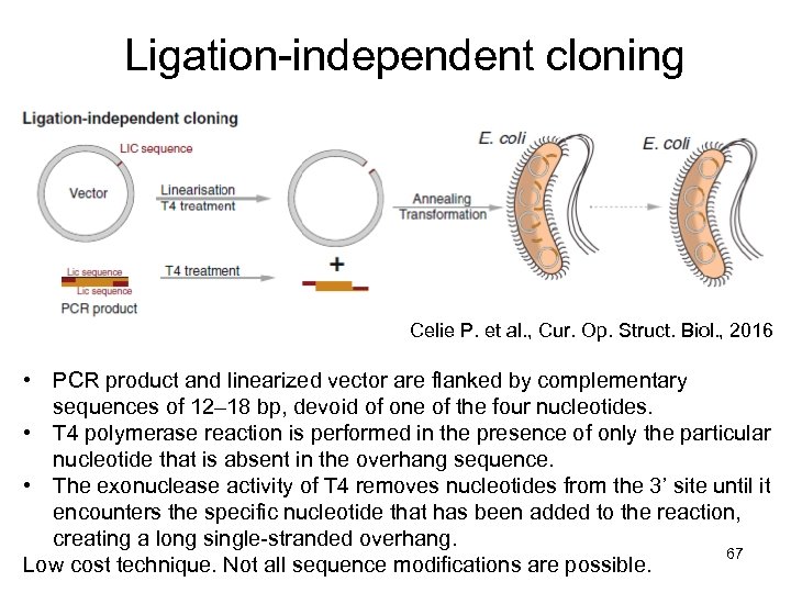 Molecular Biology II Molecular cloning and mouse knockout