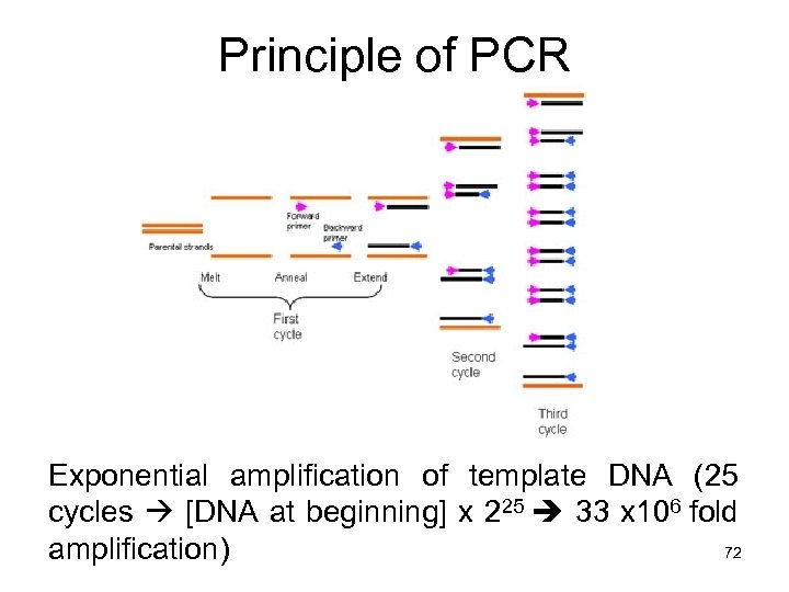 Molecular Biology II Molecular cloning and mouse knockout