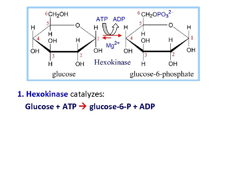Enzyme Structure classification and mechanism of action