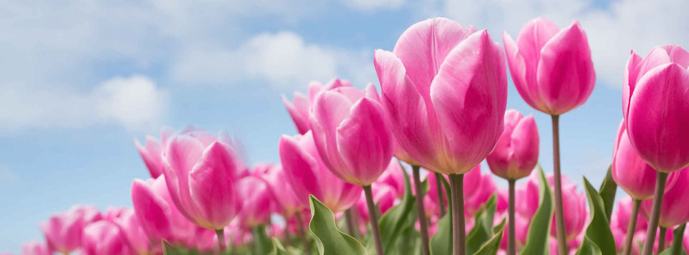 Flower Delivery Tripoli Lebanon 2021 Best Guide