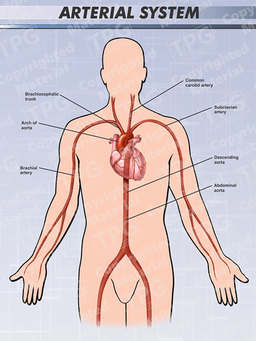 Arterial System Anatomy - Order