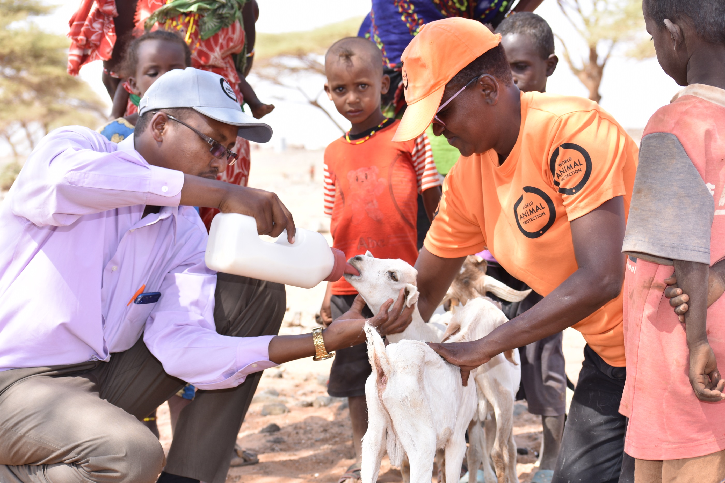 World Animal Protection celebra su aniversario 55 de rescatar animales