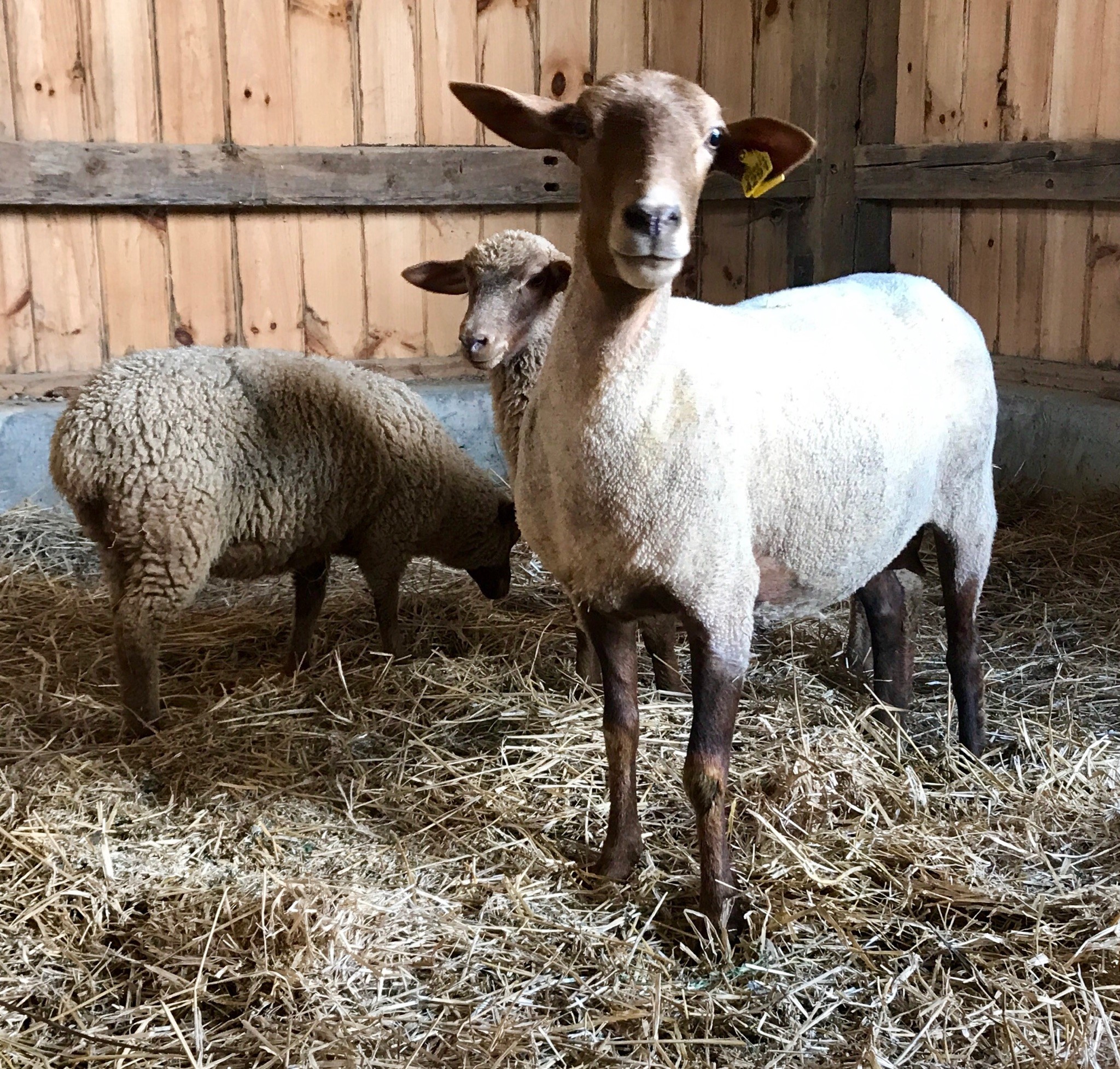 Baaaaa! We have sheep at Gallant Farm Preservation Parks of Delaware County