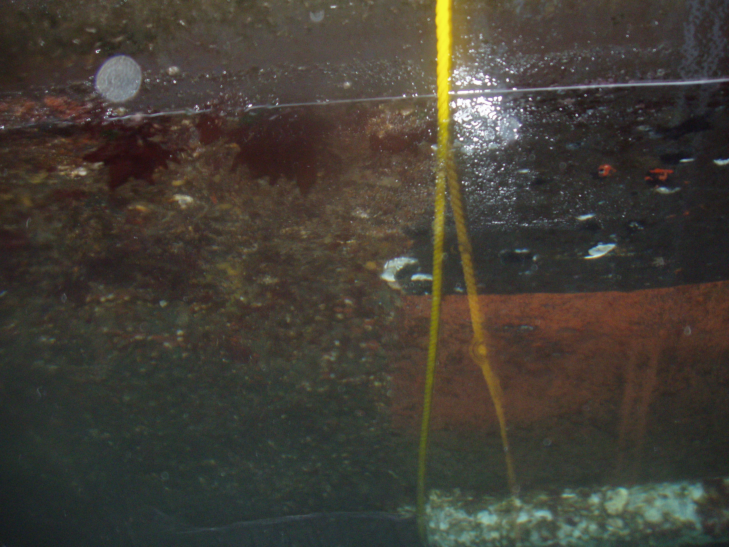 Gallery Boat Bottom Cleaning Lincoln's Diving Services San Diego