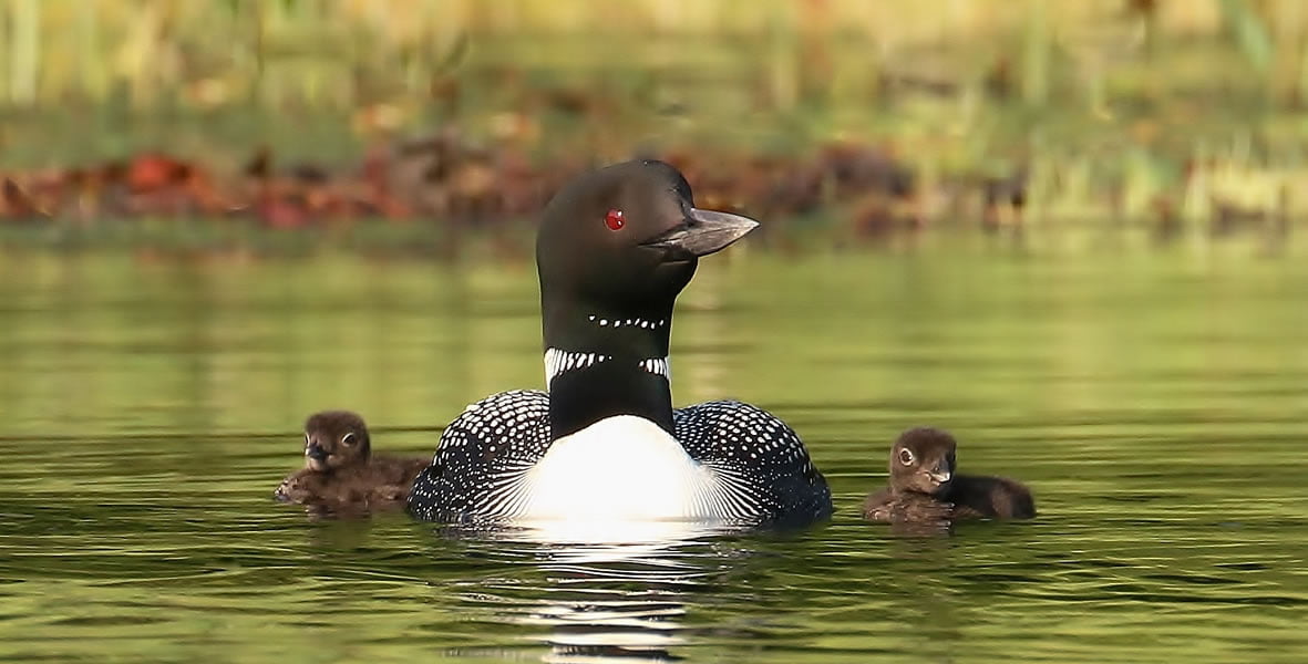 Presque Isle Wisconsin's Last Wilderness