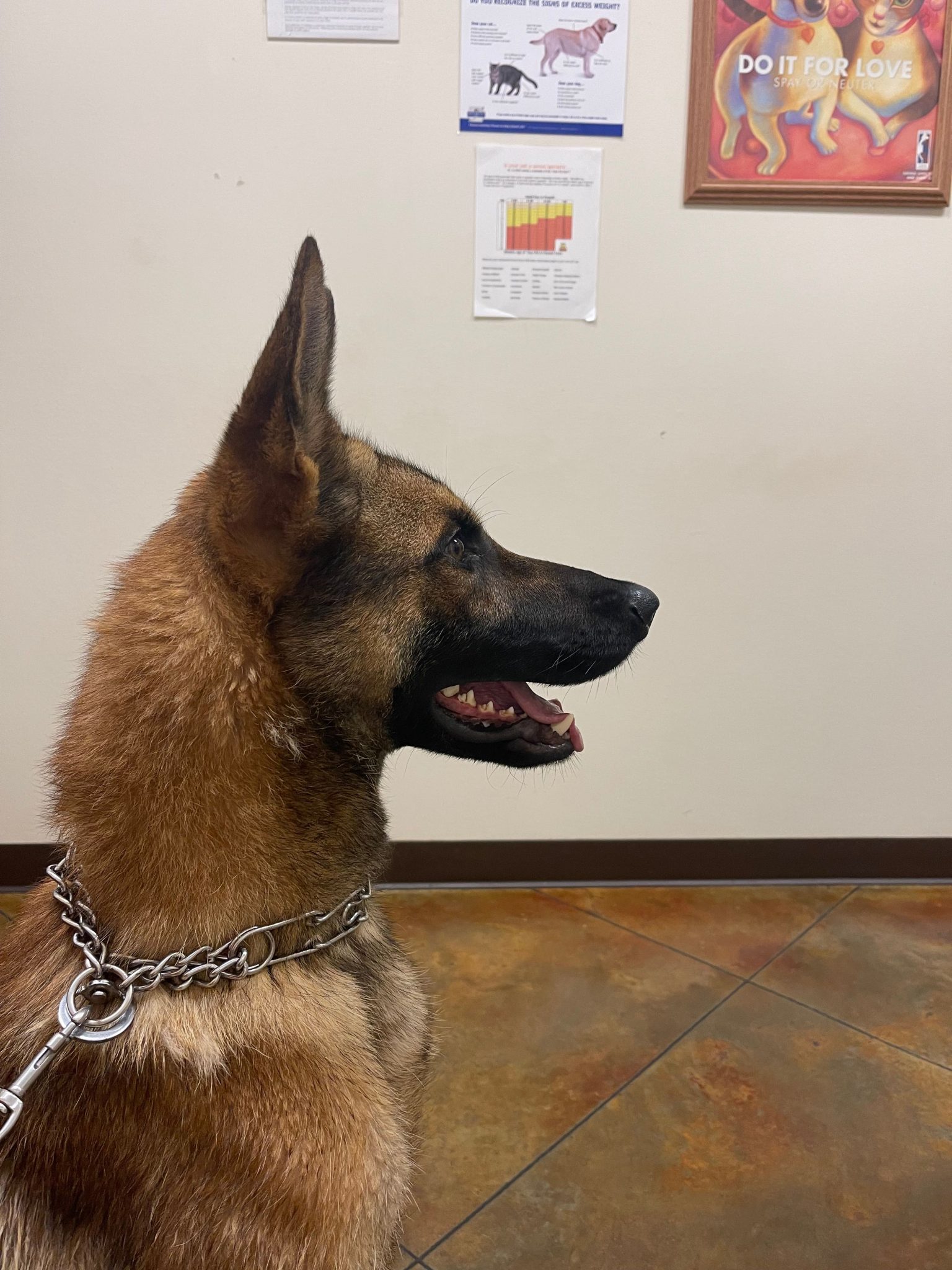 LCU new K9 officer to campus Minden PressHerald