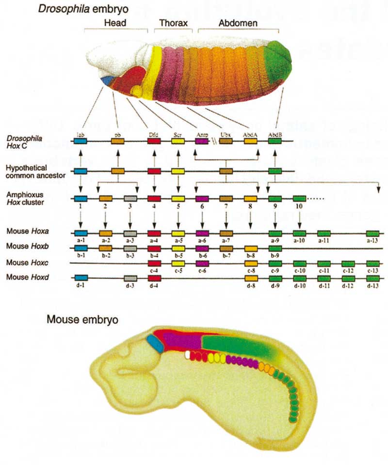 Homeotic Genes and the Evolution of Anthropods and Chordates, Figure 1