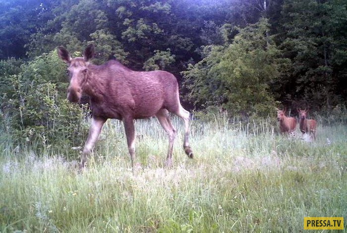 野生生物がチェルノブイリゾーンに戻る方法 チェルノブイリの動物 災害後の生活チェルノブイリで生まれた動物