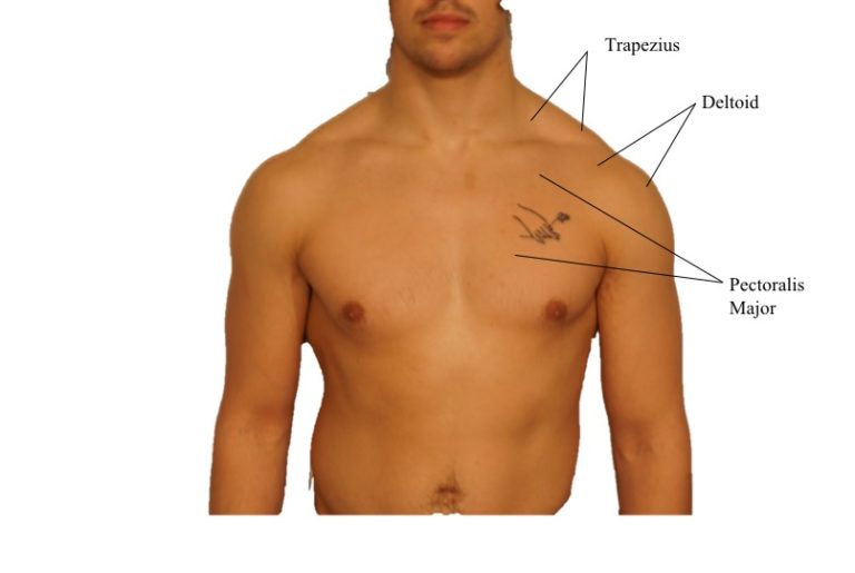 Surface Anatomy Advanced Anatomy 2nd. Ed.