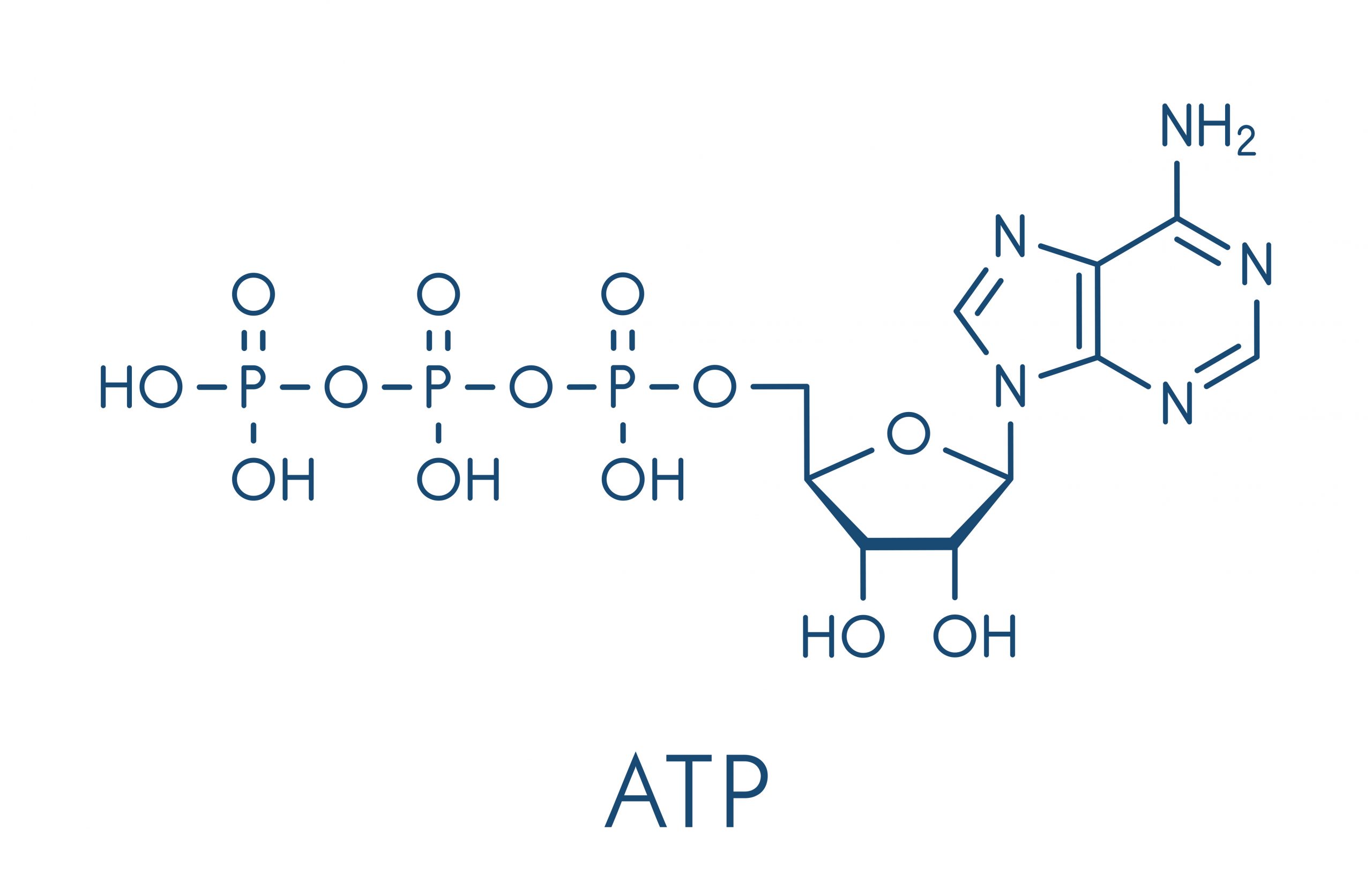 8.1 Adenosine Triphosphate (ATP) Nutrition and Physical Fitness