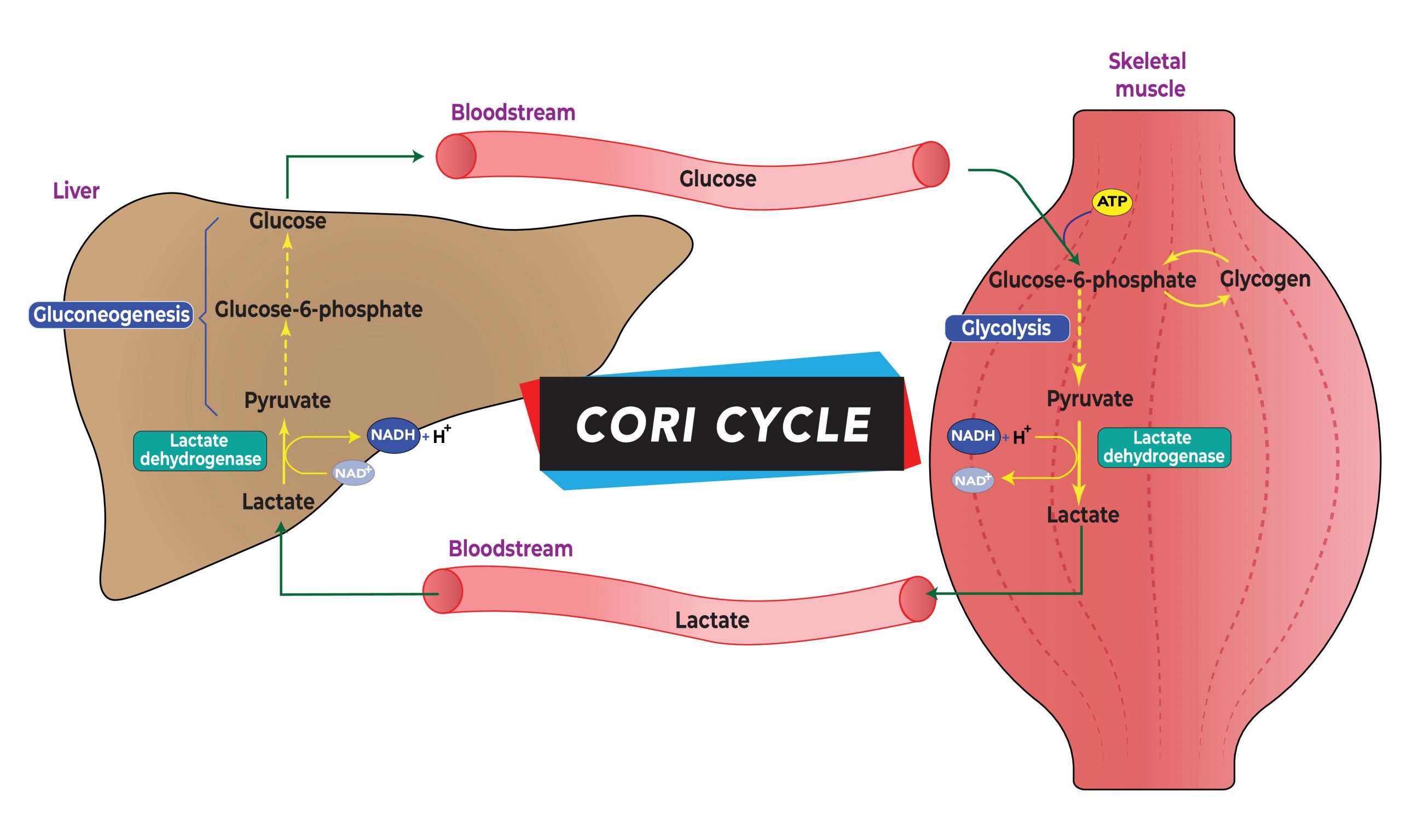 8.4 Glycolysis Nutrition and Physical Fitness