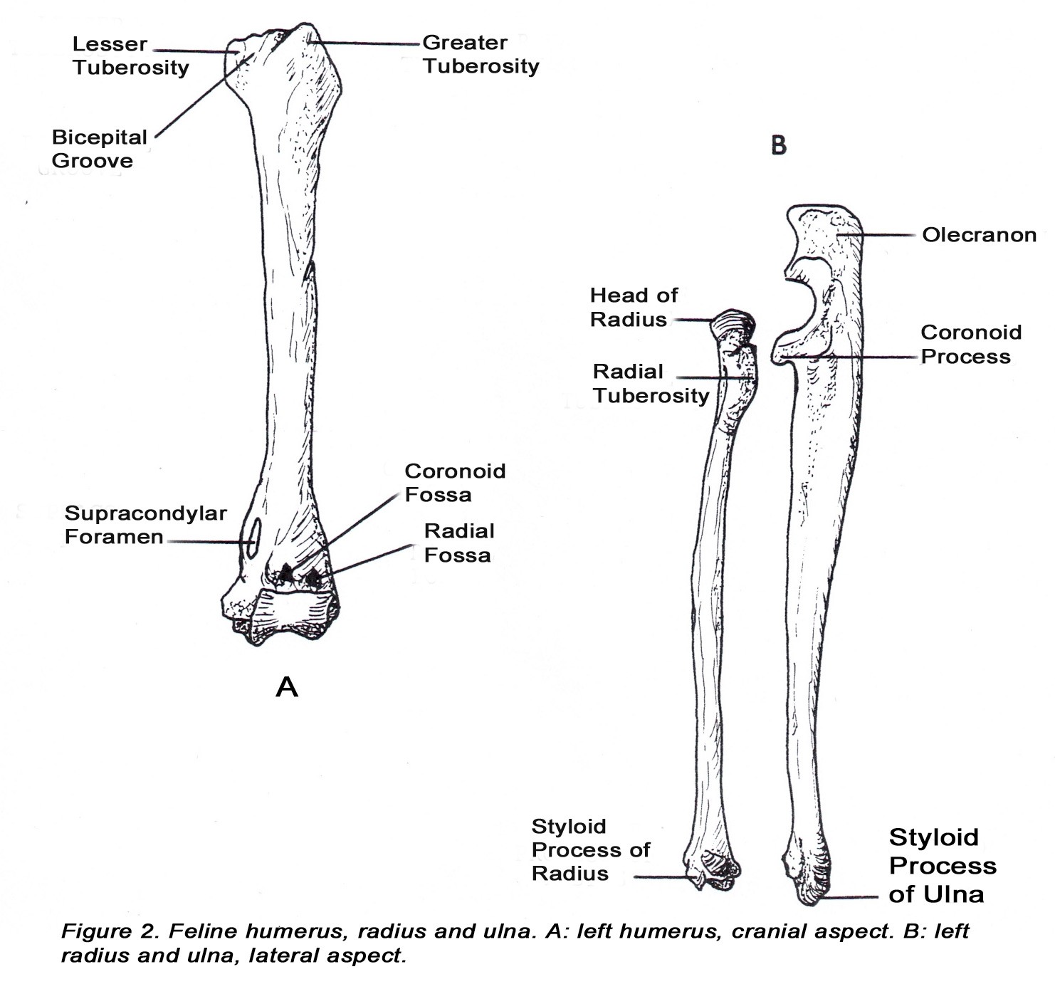 Cat Tibia And Fibula