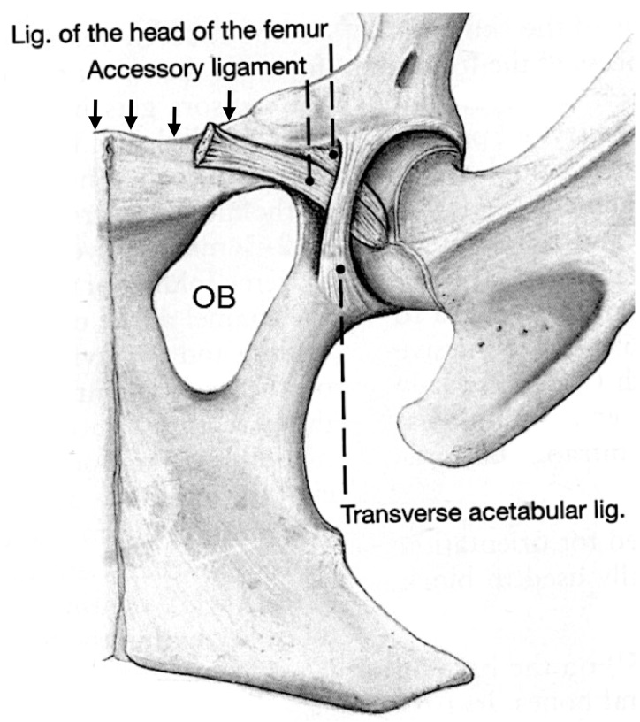 Part 2 Proximal Pelvic Limb Dissection Lab Guide for Ungulate Anatomy