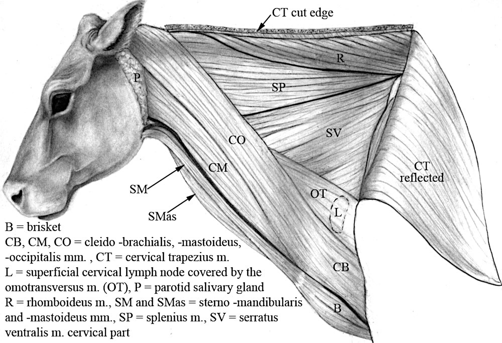 Part 1 Neck Dissection Lab Guide for Ungulate Anatomy