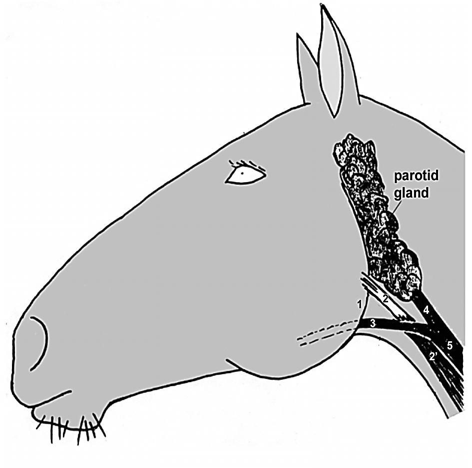 Part 1 Neck Dissection Lab Guide for Ungulate Anatomy