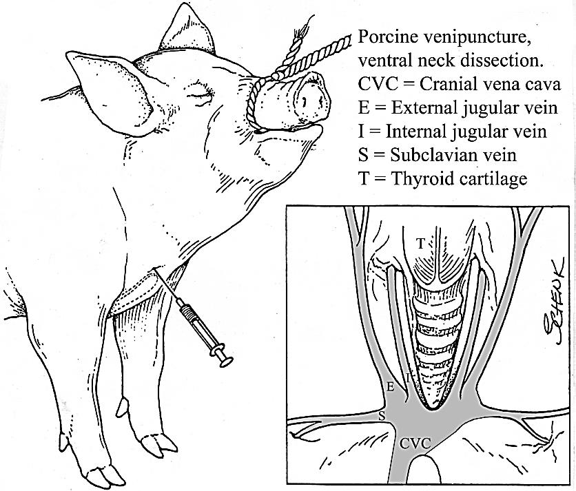 Part 1 Neck Dissection Lab Guide for Ungulate Anatomy