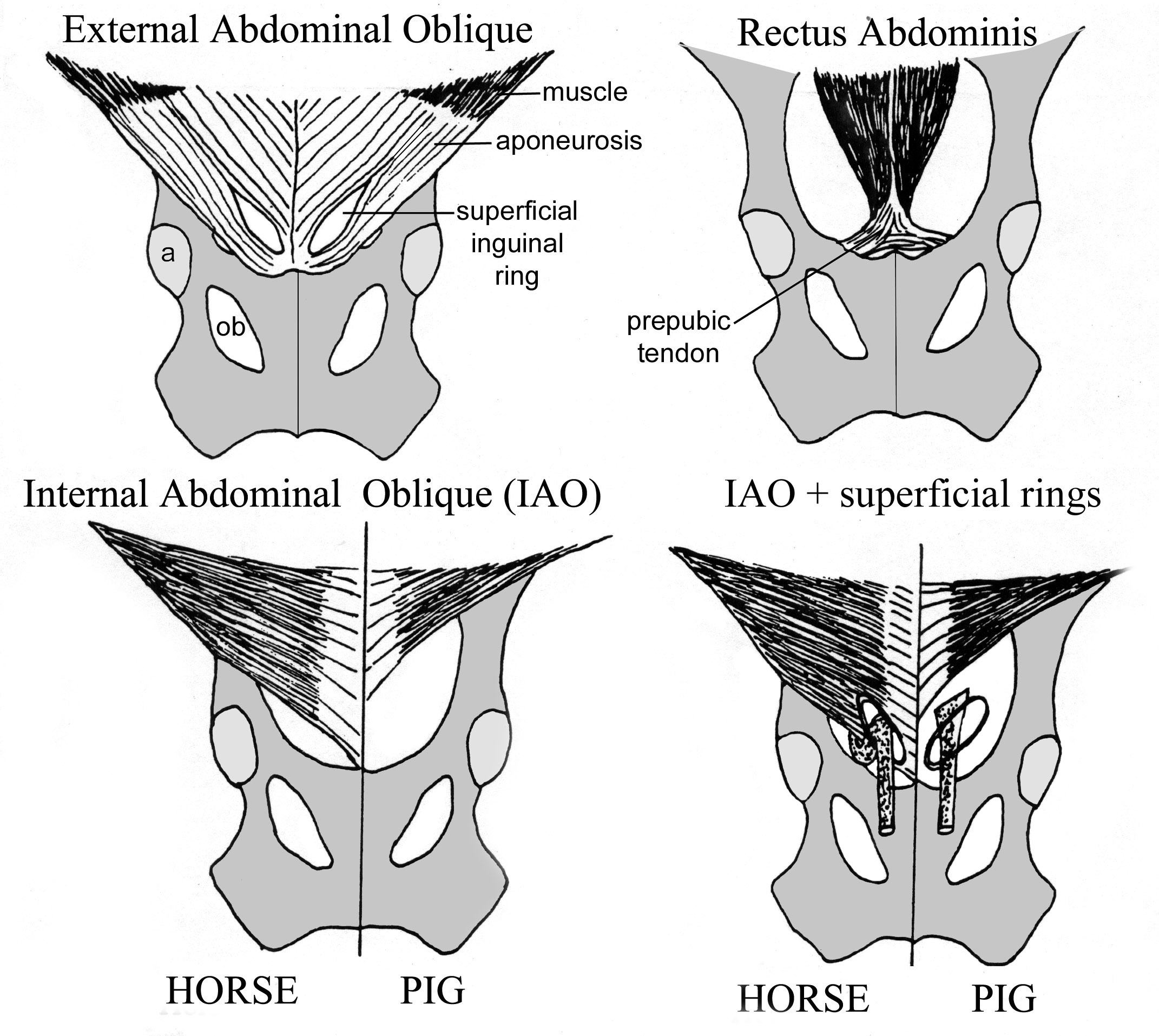 Part 2 Pelvic Inlet Dissection Lab Guide for Ungulate Anatomy