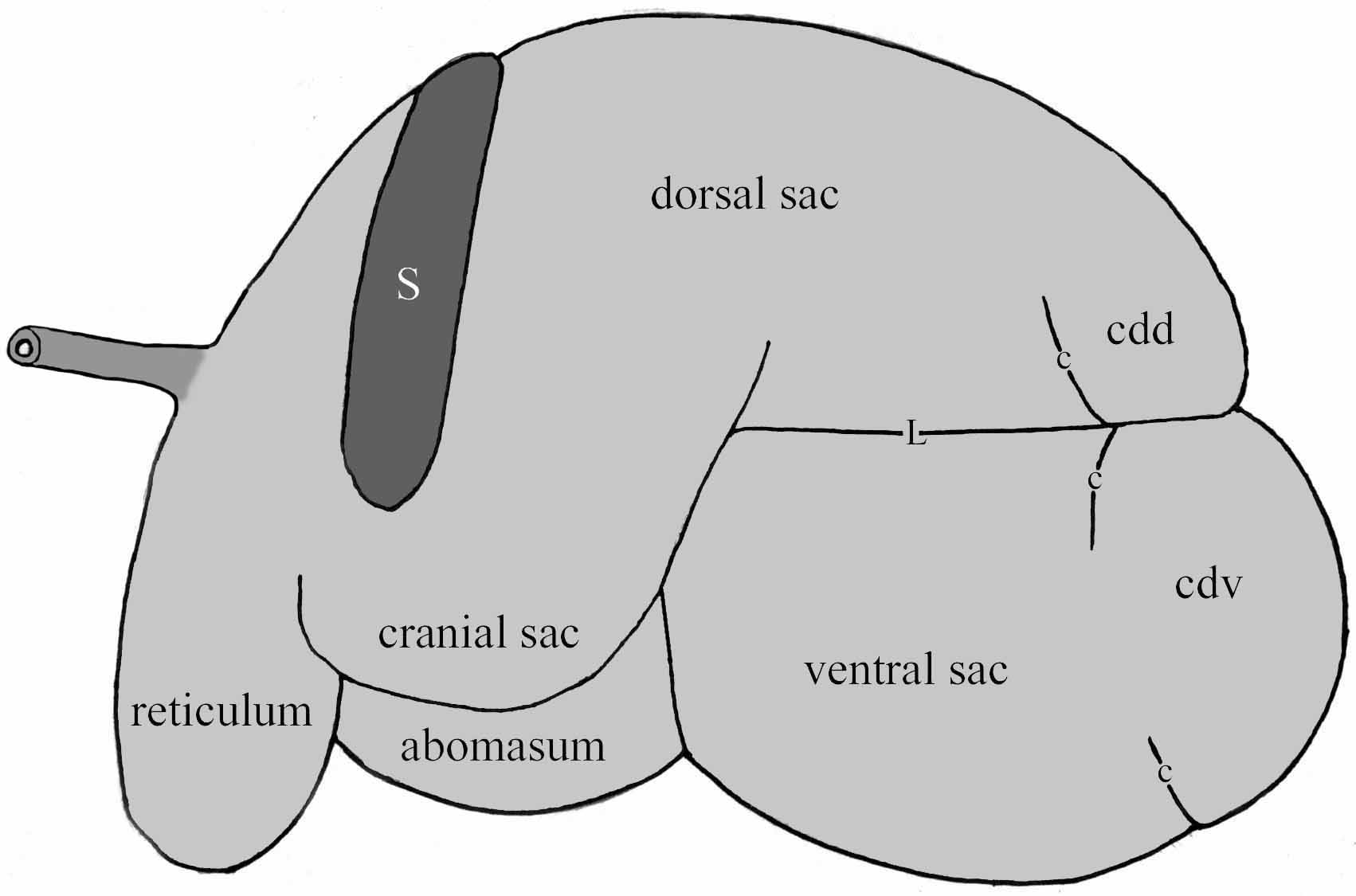 Part 3 Bovine Abdomen Dissection Lab Guide for Ungulate Anatomy