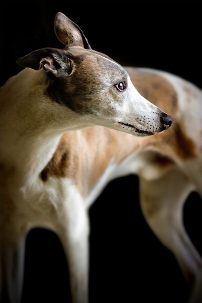 50 Shades Of Greyhound…..You Can Change The Ending Pressplay Pets
