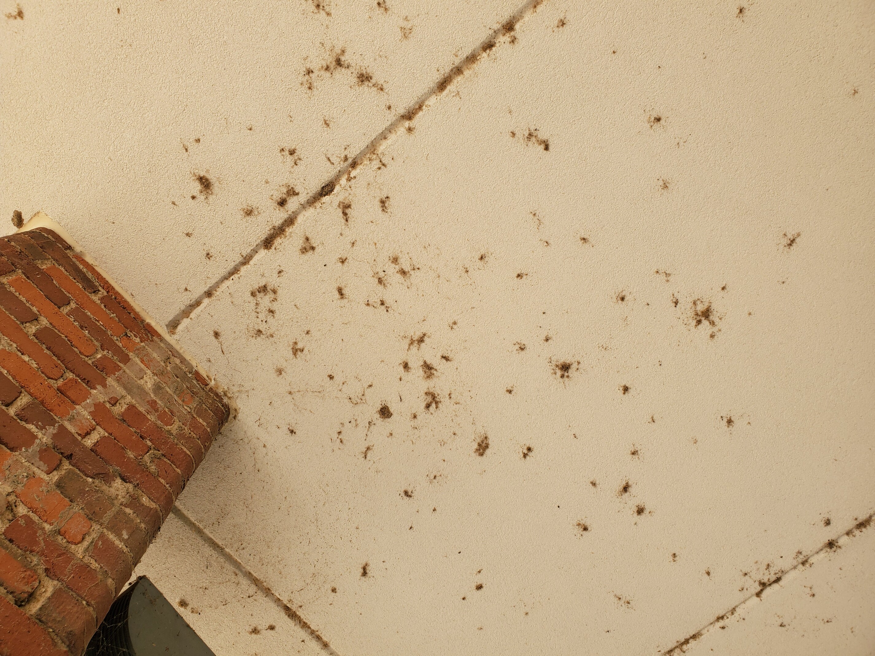 Mud Daubers Galore on Stucco Pressure Washing Resource