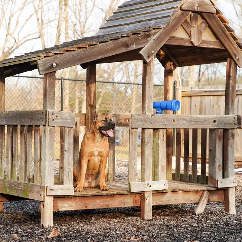 Prestige Kennel & Pet Services Pet Boarding in Lynchburg