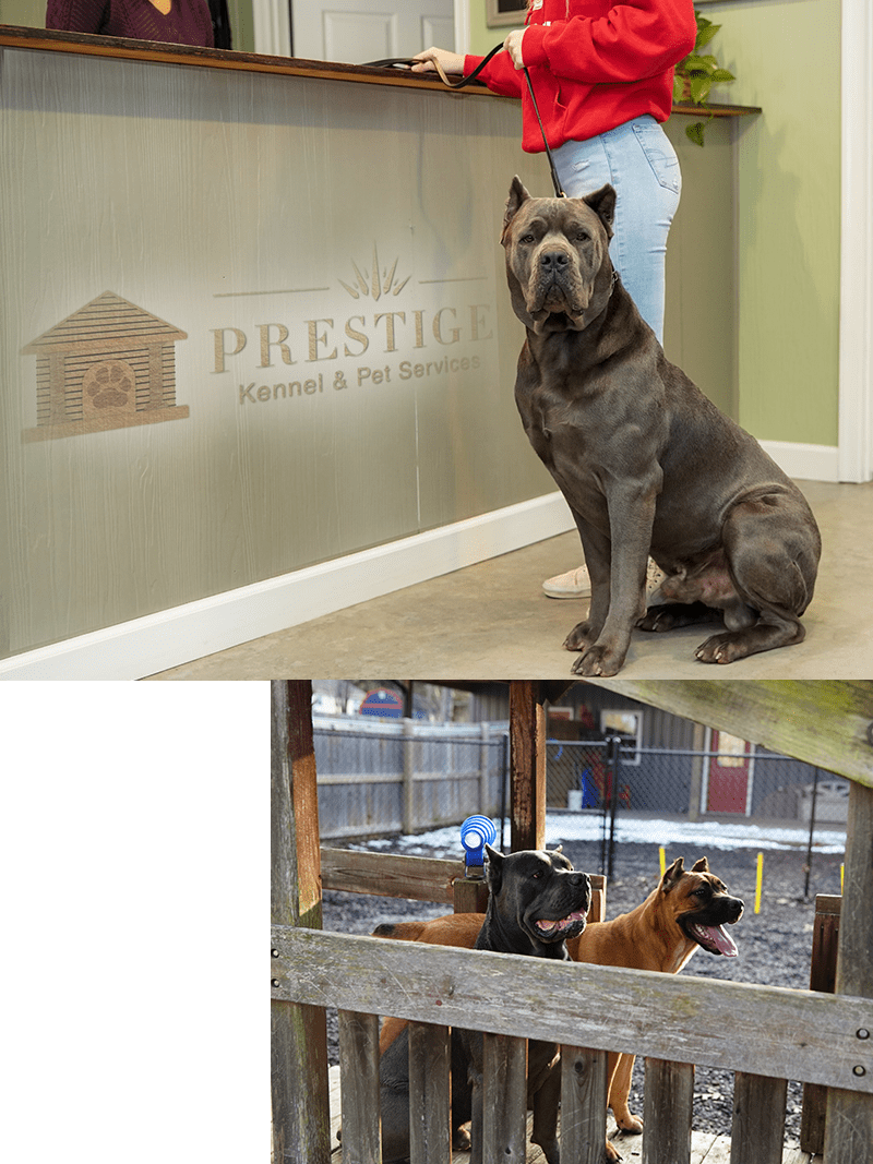 Our Services; Dog Sitters in Lynchbuarg