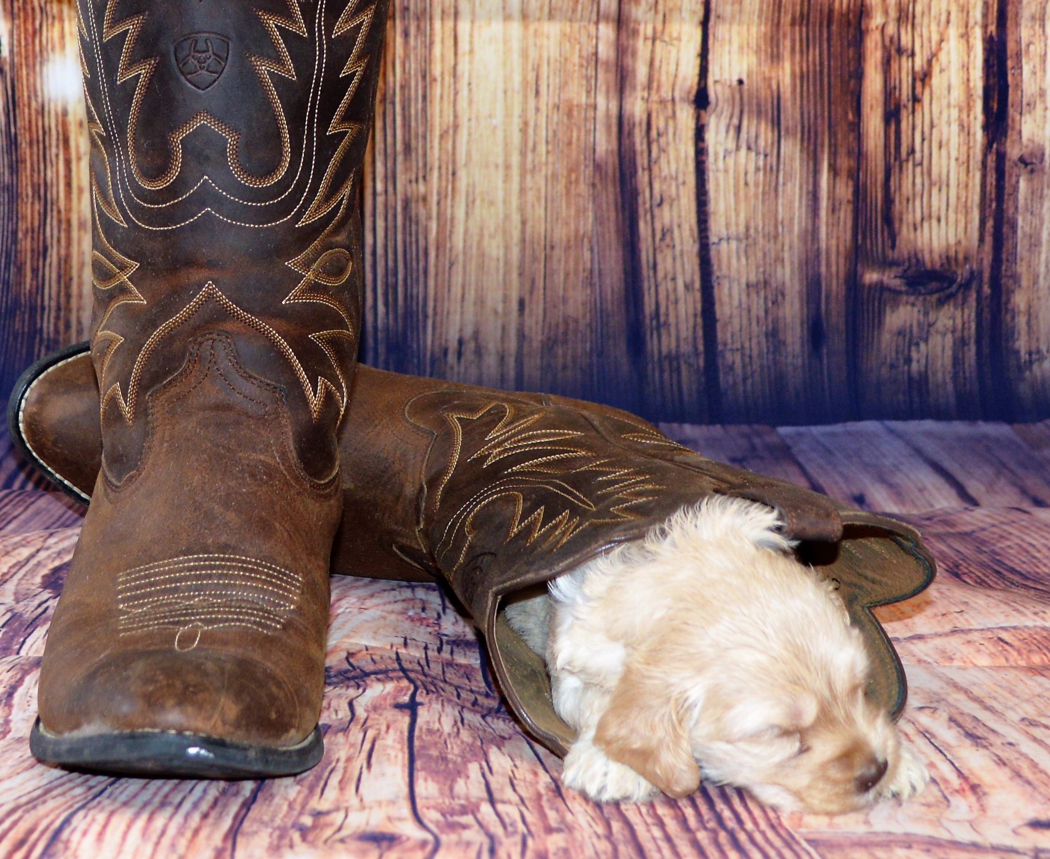 boot3 Prestige Australian Labradoodles