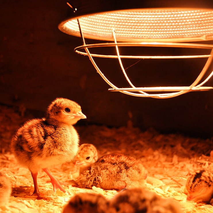 Best Chicken Brooder for Your Chicks Chicken Farmers Union