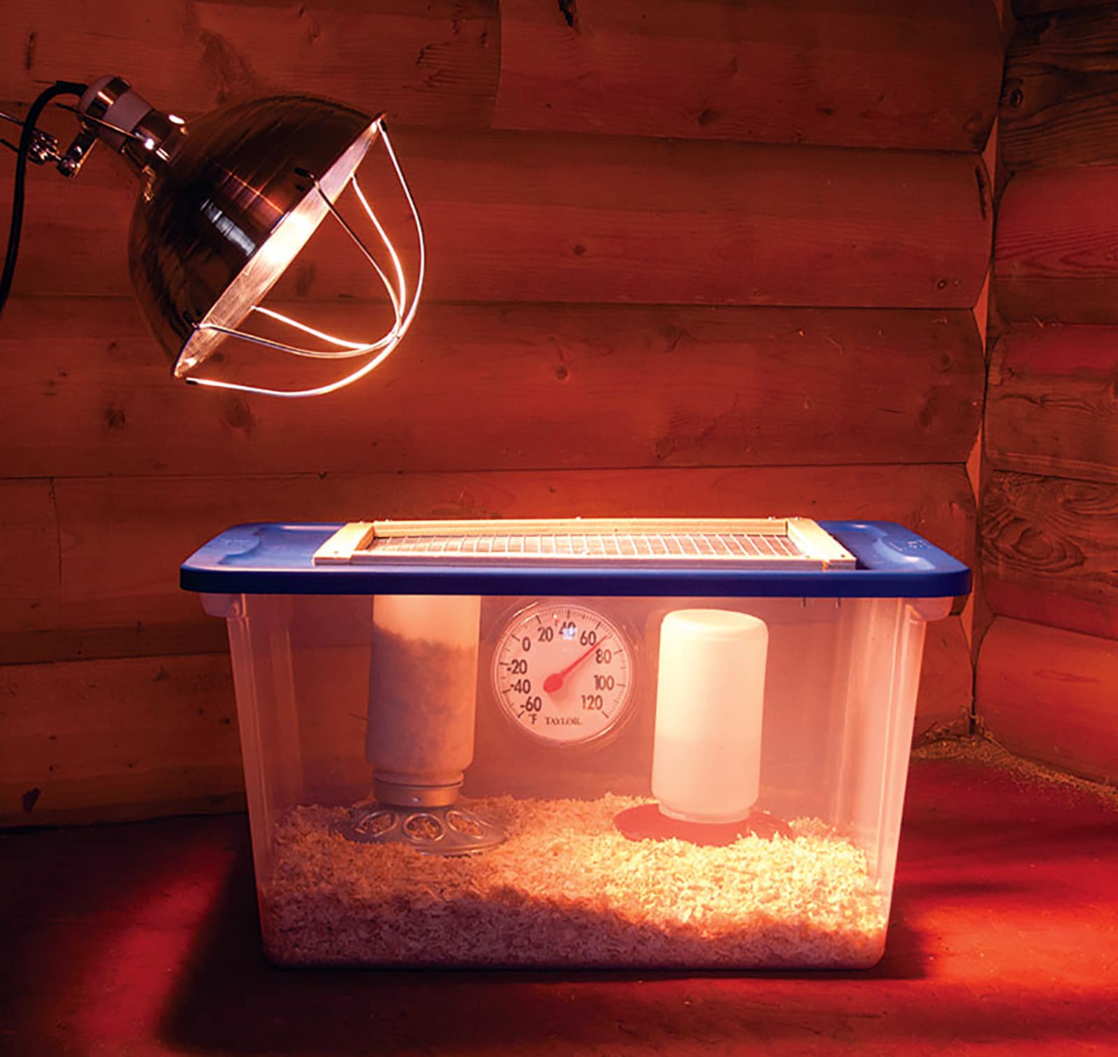 Best Chicken Brooder for Your Chicks Chicken Farmers Union