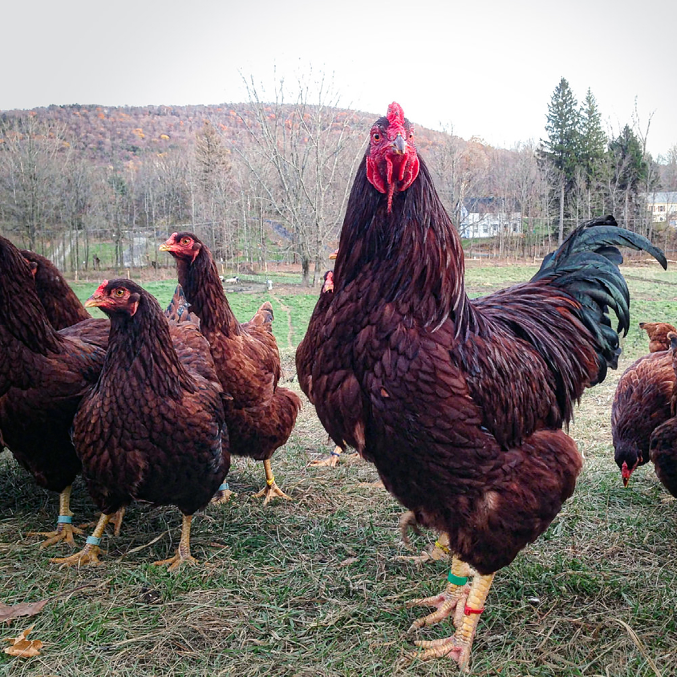 The 15 Best Meat Chickens Chicken Farmers Union
