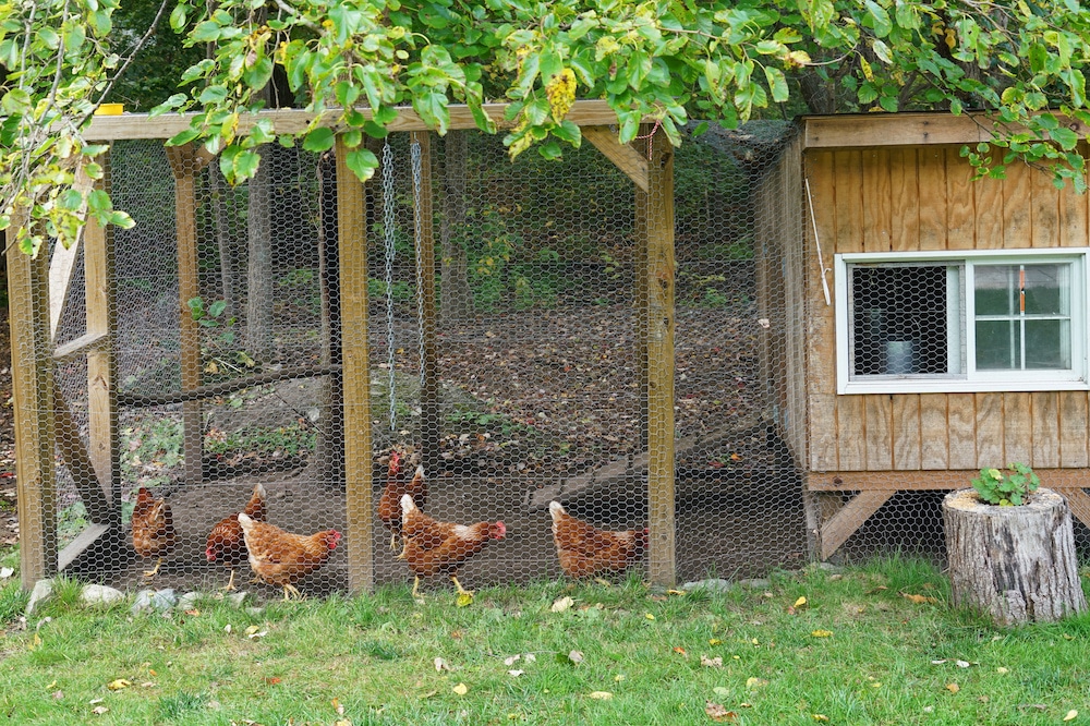 Cost to Build a Chicken Coop Chicken Farmers Union